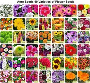 Aero Seeds 40 Variety Flower Seeds Combo: Beautiful Garden Blooms, Germination Seeds