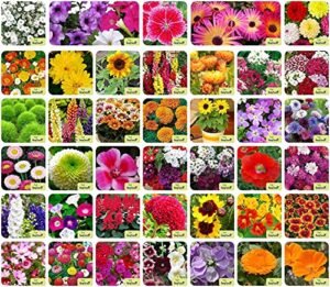 Aero Seeds 40 Variety Flower Seeds Combo: Beautiful Garden Blooms, Germination Seeds - Image 2